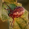 Chroust mlynarik - Polyphylla fullo 8404